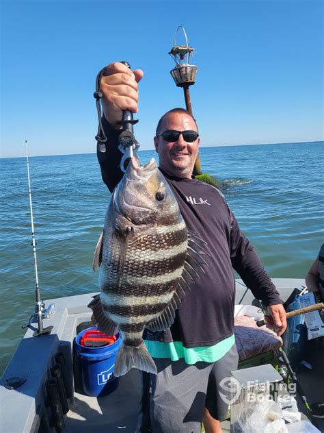 fishing report lewes de|Sheephead are here .